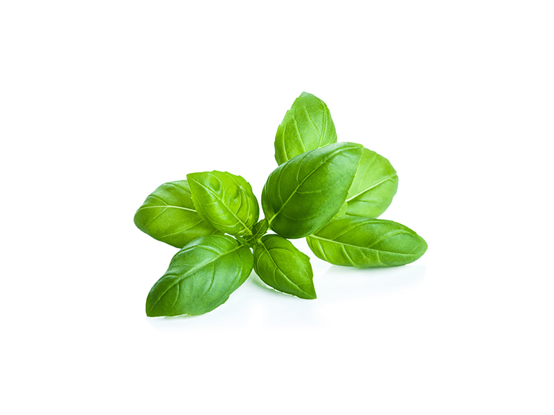 Basilikum
