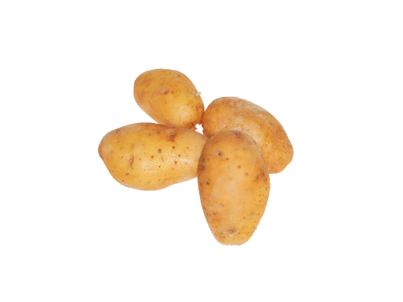 kartoffeln-agria