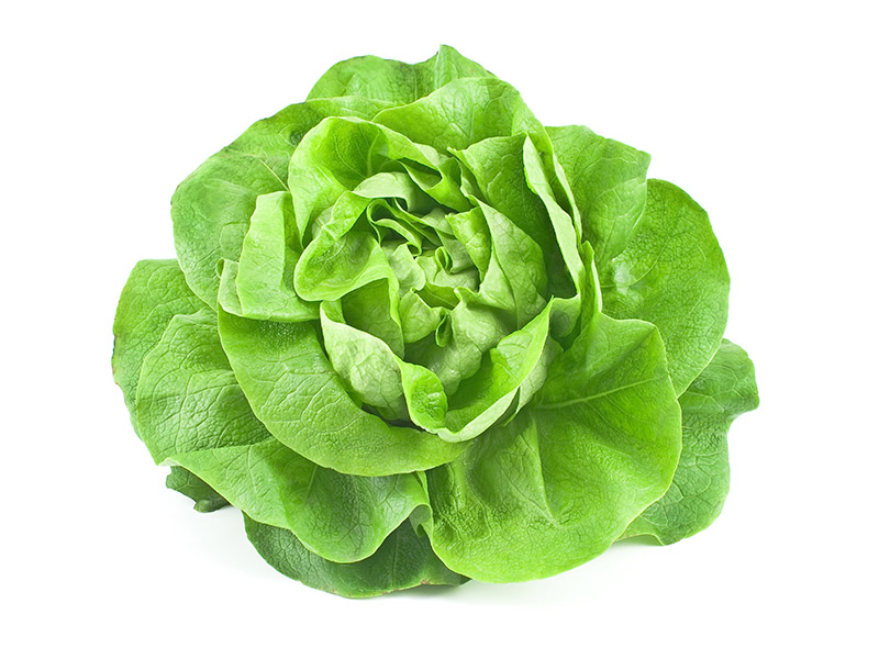 Kopfsalat grün