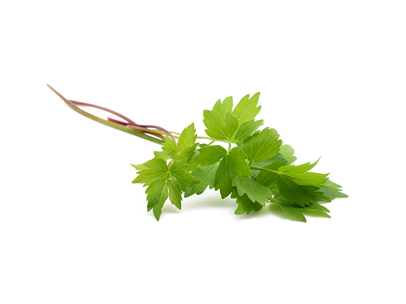 maggikraut