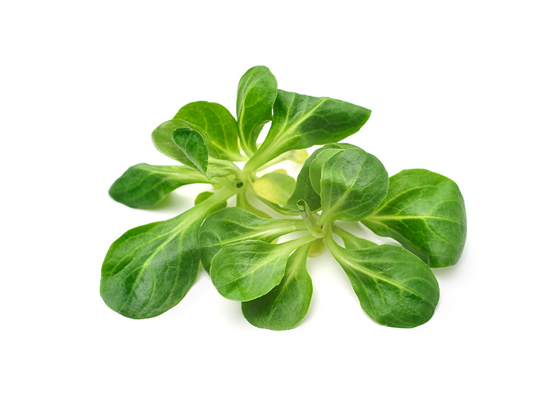 nuesslisalat